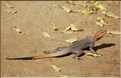 Au coeur de la capitale du Tchad, les petits animaux sont omniprésents. (12)